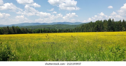 Open Pasture Of Wild Flowers.