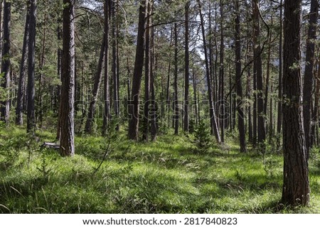 An open pine forest shows repeating trunks, young saplings, and sunlit green grass across a quiet woodland floor in clear summer daylight. Dappled light forms bright patches between straight trees, while the spacious understory and scattered young growth distinguish this woodland from denser scenes.