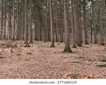 Open pine forest with vertical trunks and leaflittered ground, serene and meditative atmosphere for forest
