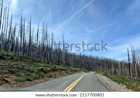 open road through a desolate burned forest 