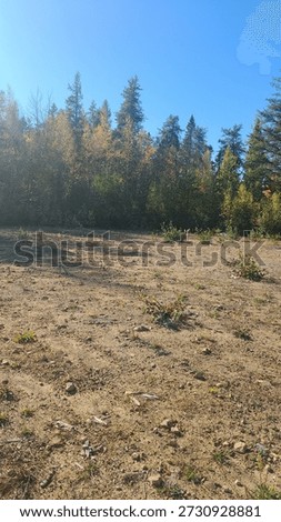 Open Sandy Ground With Sparse Vegetation And Tree Line Under Clear Blue Sky 