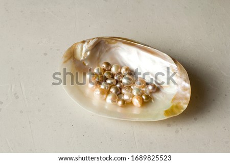 Open Sea Shell with a pearl. Closeup of a sea shell with pearls inside, on a white gray background. Natural Kasumi pearls lie in a sea shell. Beautiful Pearls for jewelry. Creating pearl jewelry.