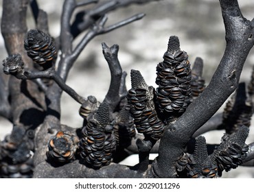 Open Seed Follicles Of Banksia Serrata Cones On A Burnt Tree Branch Following A Bushfire In Sydney Woodland, NSW, Australia