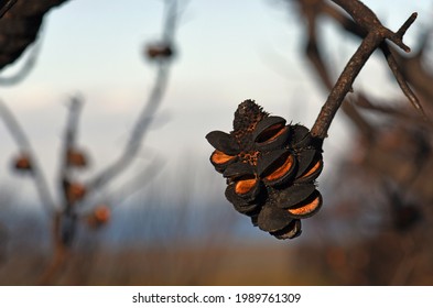 Open Seed Follicles On Banksia Serrata Cone Following A Bushfire In Sydney Woodland, NSW, Australia