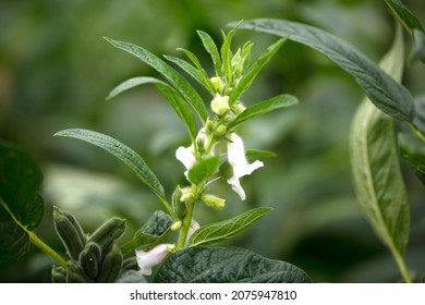 Open Sesame Flower In Summer