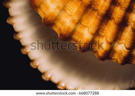 Foto Bild Unterwasseraufnahme einer Muschel im Meer. Urlaub. Strand. Sommer.