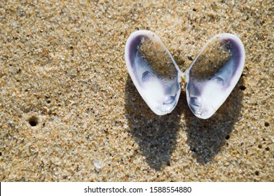 Open Shell On The Sea Sand