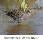 Open shot of Buff Banded-rail looking for food in paddy field