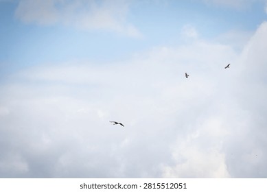 Open sky with soft clouds and wide blue invites three birds to drift across in graceful formation. A minimalist scene full of light movement and airy freedom ideal for spacious backgrounds.