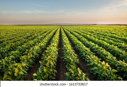 Open soybean field at sunset.Soybean field .