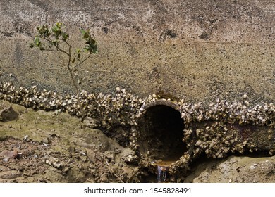 Open Storm Water Drain That Submerges During High Tide Covered In Shell Fish And Single Mangrove 