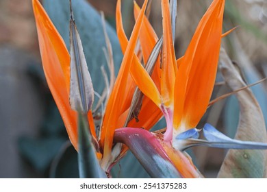 AN OPEN STRELITZIA FLOWER IN SUMMER - Powered by Shutterstock