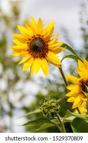 Open sunflower on bright sunny day in Frankfurt, Germany