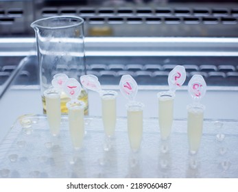 Open test tubes with a yellow liquid are placed in a row on a laboratory tablet, the steps for isolating a bacterial plasmid