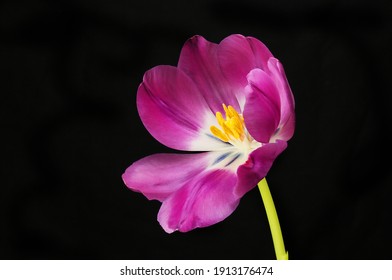 23,352 Tulip open Images, Stock Photos & Vectors | Shutterstock