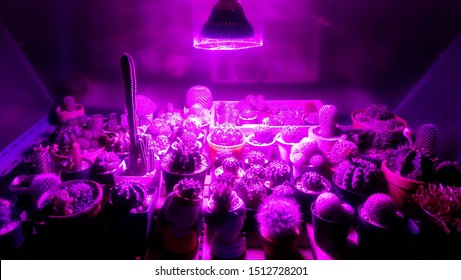 Open Ultra Violet Lamp For Giving Light And Ultra Violet To Cactus In Night Time