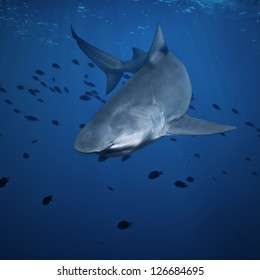 open water deep blue ocean and big angry hungry shark