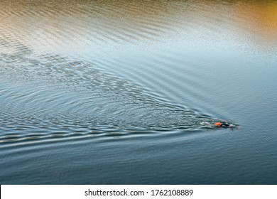open water swimmer with a swim buoy on a calm lake, summer morning workout