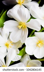 Open White Tulips Background Wallpaper Flowers Stock Photo 1042806145 ...