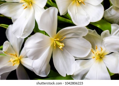 Open White Tulips Background Wallpaper Flowers Stock Photo 1042806211 ...