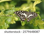 Open wing position of Papilio demoleus, Linnaeus, 1758 – Lime Butterfly 