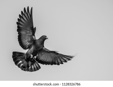 Oiseau Noir Et Blanc Images Stock Photos Vectors Shutterstock