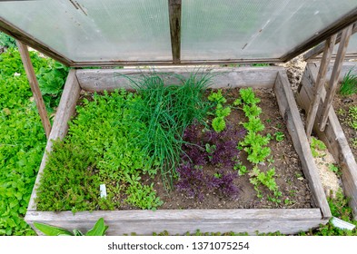 Open Wooden Cold Frame With Young Plants