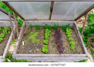 Open Wooden Cold Frame With Young Plants