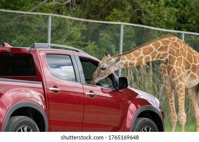 Open zoo giraffe looking for food 