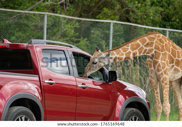 Open zoo giraffe looking\
for food 