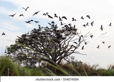 Openbill Group Of Birds Were Startled Awake Went Flying Out Of The Tree Branches, Dry Large.