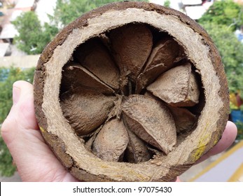 Opened Brazil nut containing between 16 and 22 individual nuts (Bertholletia excelsa) Lecythidaceae family. Amazon rainforest, Brazil - Shutterstock ID 97075430