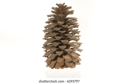 The opened cedar cone, without kernels, on a white background. Still-life. Object