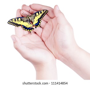 Opened child's hands holding a colorful butterfly isolated on white