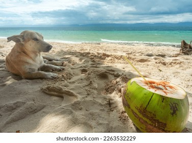 Opened for drinking fresh coconut water.In the shade of a palm tree,on a lazy tropical beach in the Philppines islands,with clean,white,fine sand,clear blue sea,serene,idyllic,peaceful and relaxing.