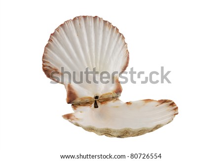 Opened empty scallop shell isolated on white background