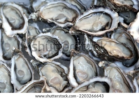 A lot of opened fresh oysters close-up. Healthy seafood. Gourmet and luxury food