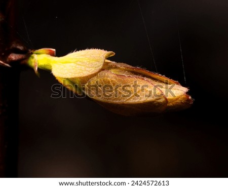 Similar – Image, Stock Photo evergreen Ivy Creeper Tree