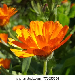 opened orange flower