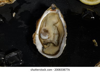 Opened Oyster Meat Close Up. Chef Opens Raw Oysters In The Restaurant, Lifestyle. Ready To Eat On A Dark Background, Luxury Food