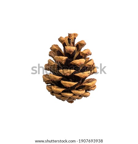 opened pinecone close up isolated on white