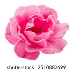 Opened pink rose or Bulgarian rose on white background. File contains clipping path.