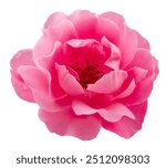 Opened pink rose or Bulgarian rose on white background. File contains clipping path.