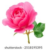 Opened pink rose or Bulgarian rose on white background. File contains clipping path.