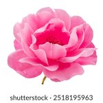 Opened pink rose or Bulgarian rose on white background. File contains clipping path.