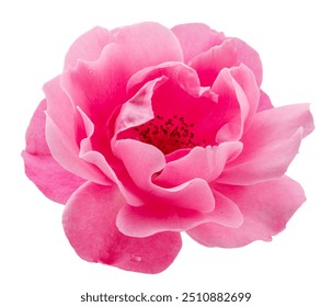 Opened pink rose or Bulgarian rose on white background. File contains clipping path. - Powered by Shutterstock