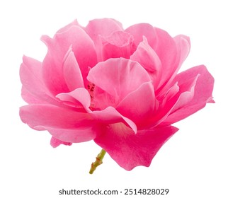 Opened pink rose or Bulgarian rose on white background. File contains clipping path.