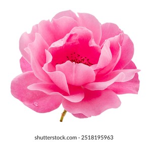 Opened pink rose or Bulgarian rose on white background. File contains clipping path. - Powered by Shutterstock