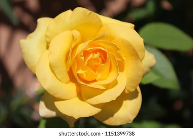 Opened to the sun!