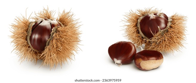 opened sweet chestnut in its spiky husk isolated on white